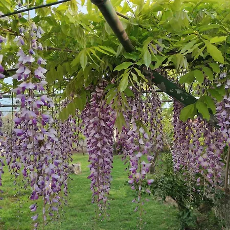 Casa Con Giardino Lägenhet Galižana